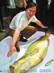 正宗金钱鳘图片,珍稀海味，奢华美食的典范