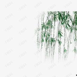 春天柳树的图片大全集