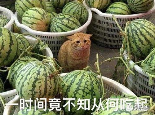 讲吃瓜爆料,吃瓜爆料背后的真相与内幕