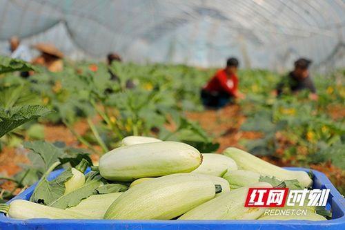 三月瓜图片,春日里的清新美味