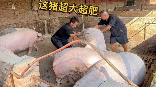 农村抓猪视频,传统与现代养殖技术的完美融合