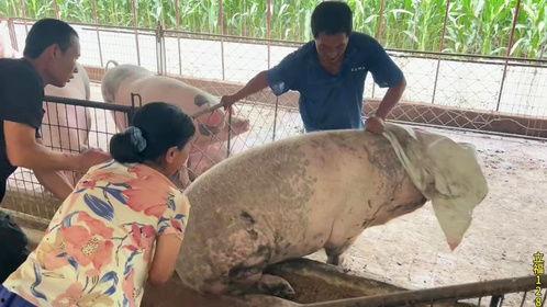 农村抓猪视频,传统与现代养殖技术的完美融合