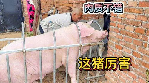 农村抓猪视频,传统与现代养殖技术的完美融合