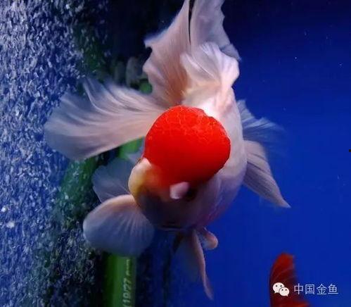鸿运当头鱼图片,金鱼跃动——捕捉吉祥之韵