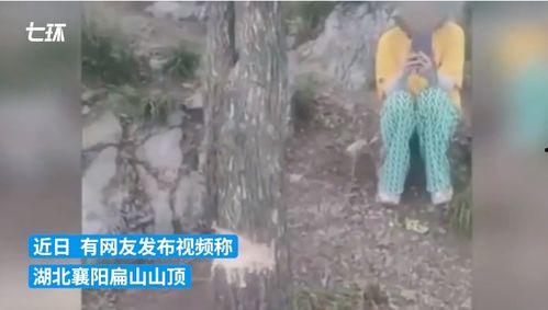 砍树视频,震撼视觉的树木倒下瞬间