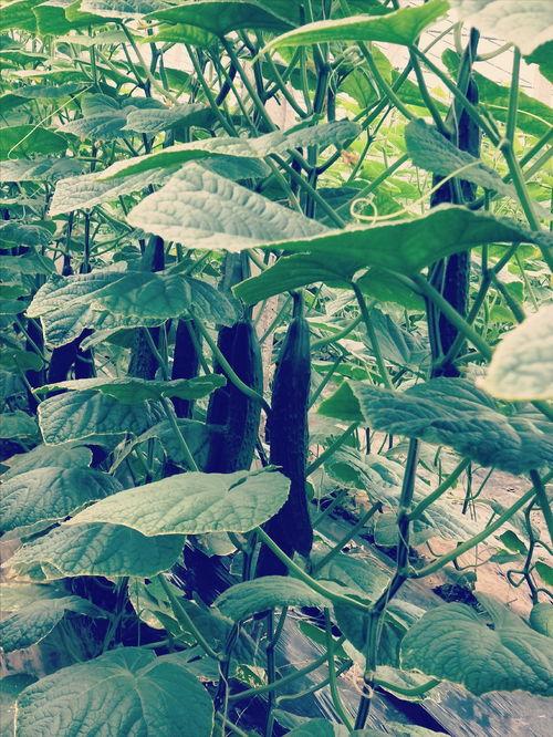 今日头条种植瓜品种,探索今日头条推荐的优质瓜类种植品种