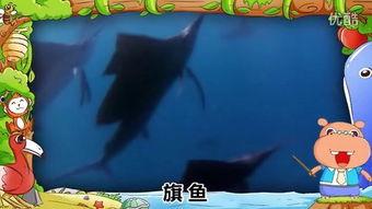旗鱼在线观看,揭秘深海猎手的神秘世界