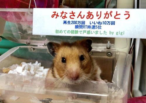 仓鼠 日本,日本萌宠的魅力与养护之道