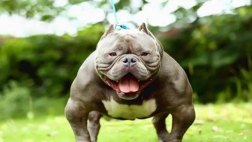 美国恶霸犬视频,美国恶霸犬视频揭秘