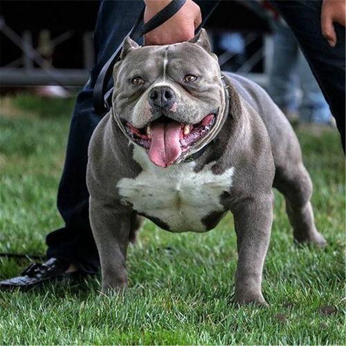 美国恶霸犬视频,美国恶霸犬视频揭秘