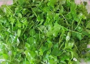 簕菜图片,野生美食的绿色瑰宝