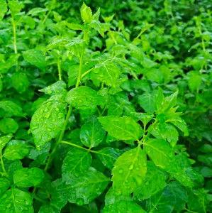 簕菜图片,野生美食的绿色瑰宝