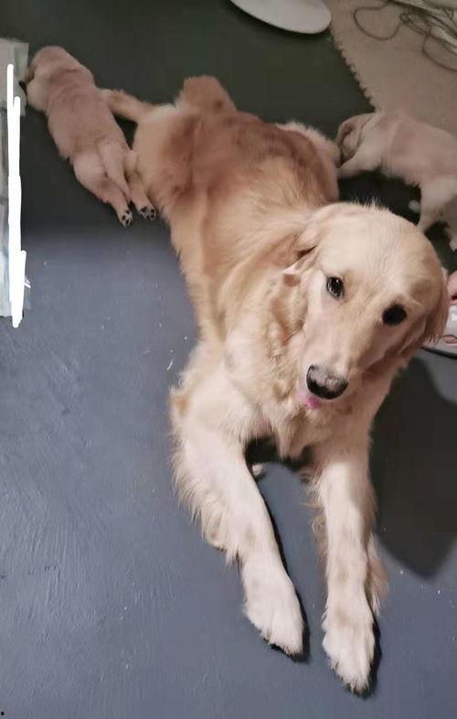 狗生孩子视频,狗狗产崽温馨瞬间大盘点