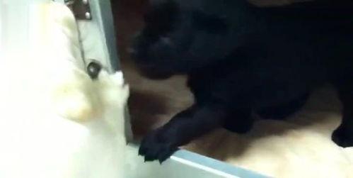 狗生孩子视频,狗狗产崽温馨瞬间大盘点