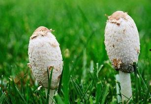 大蘑菇图片大全,探寻大自然的奇妙菌类世界
