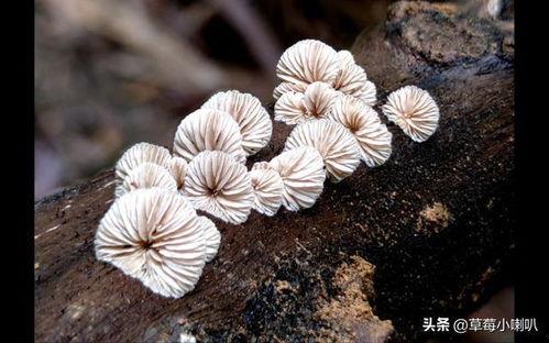 大蘑菇图片大全,探寻大自然的奇妙菌类世界