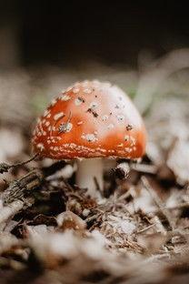 大蘑菇图片大全,探寻大自然的奇妙菌类世界