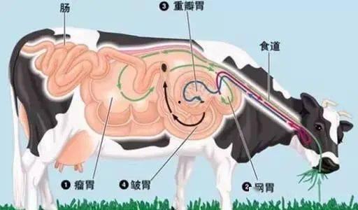 牛胃图片,揭秘消化系统中的关键器官