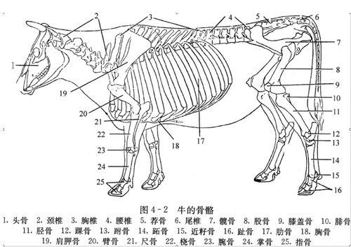牛胃图片,揭秘消化系统中的关键器官