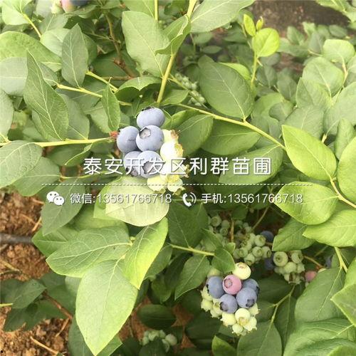 蓝莓苗图片,果实累累的绿色宝藏