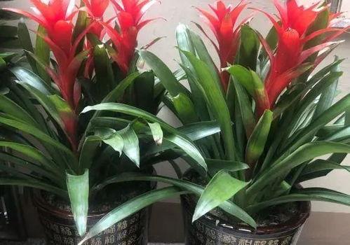 鸿运当头花图片大全集,图鉴中的吉祥之花