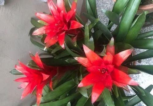 鸿运当头花图片大全集,图鉴中的吉祥之花