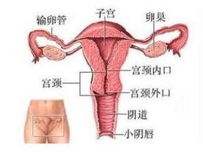 操阴道视频
