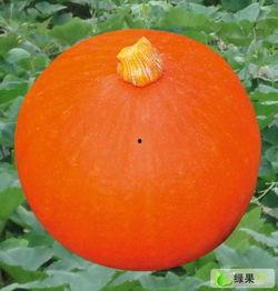 南瓜红瓜价格今日最新行情