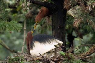 套鸟视频,套鸟视频中的生态瞬间