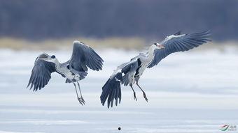 套鸟视频,套鸟视频中的生态瞬间