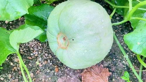 小盘瓜今日价格,市场波动下的新鲜行情解析