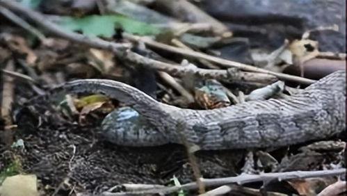 蛇吃动物视频,惊心动魄的捕食瞬间
