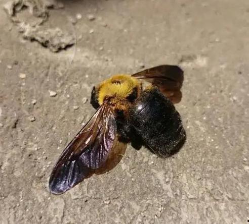 毒蜜蜂图片,致命之刺下的生态奥秘