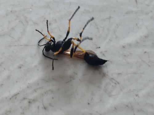 毒蜜蜂图片,致命之刺下的生态奥秘