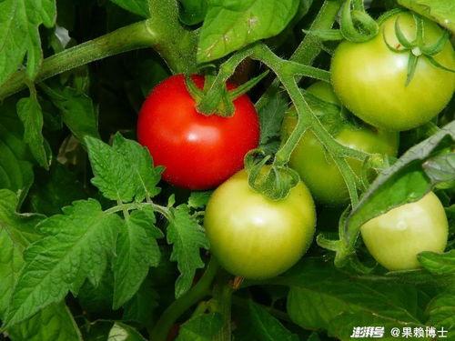 肝病人可以吃黑瓜吗,肝病患者适宜食用黑瓜的饮食建议