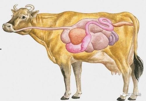牛的四个胃图片,揭秘消化奥秘的神奇结构