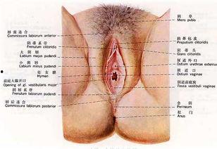 女殖器的图片大全,生理结构与功能一览