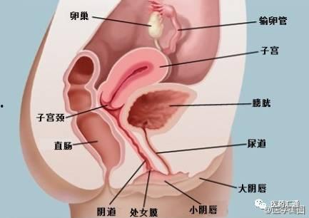 女殖器的图片大全,生理结构与功能一览