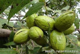 野核桃图片,大自然的馈赠与生态宝藏