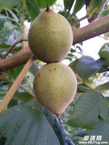 野核桃图片,大自然的馈赠与生态宝藏