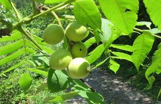 野核桃图片,大自然的馈赠与生态宝藏