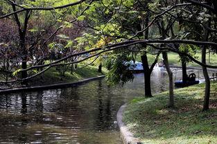 上海森林公园图片,自然与都市的和谐交融