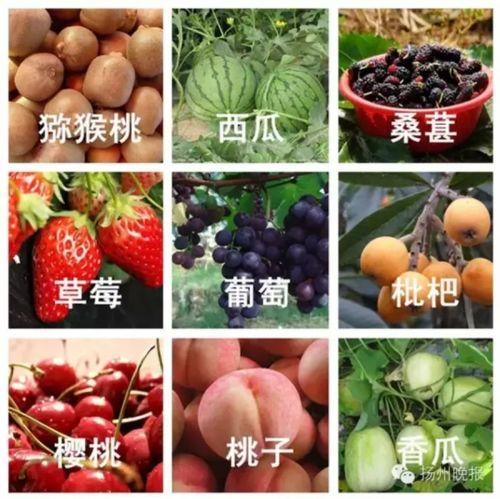 吃瓜网51爆料扬州,吃瓜网51爆料带你领略扬州特色小吃