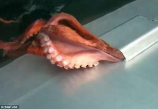 大章鱼视频,深海奇观背后的奥秘