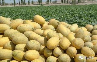 海南哈密瓜玉菇今日行情,丰收季里的甜蜜价格波动