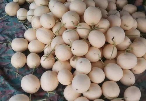 海南哈密瓜玉菇今日行情,丰收季里的甜蜜价格波动