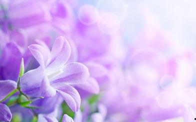 唯美花的图片,唯美花海中的浪漫诗篇