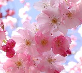 唯美花的图片,唯美花海中的浪漫诗篇