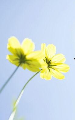 唯美花的图片,唯美花海中的浪漫诗篇